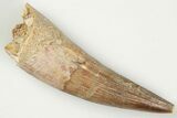 2.11" Spinosaurus Tooth - Real Dinosaur Tooth - #202150-1
